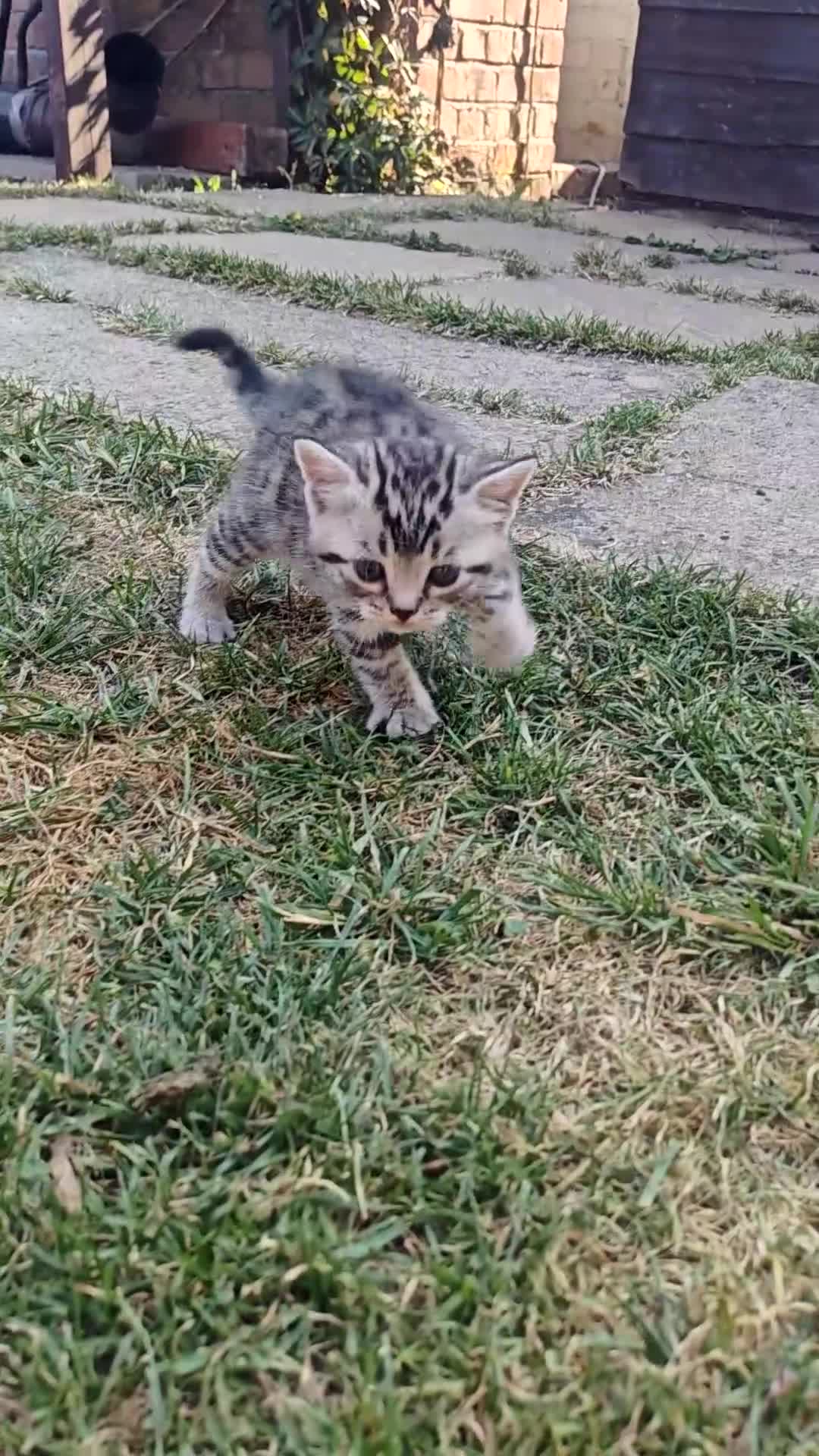 Mixed Breed cats for sale: Bengal mix  - Video 4