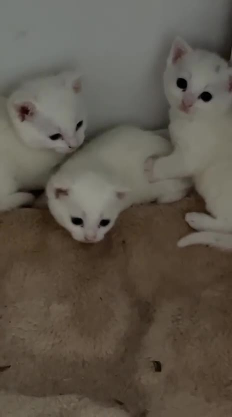Mixed Breed cats for sale: Male kittens need new homes  - Video 2