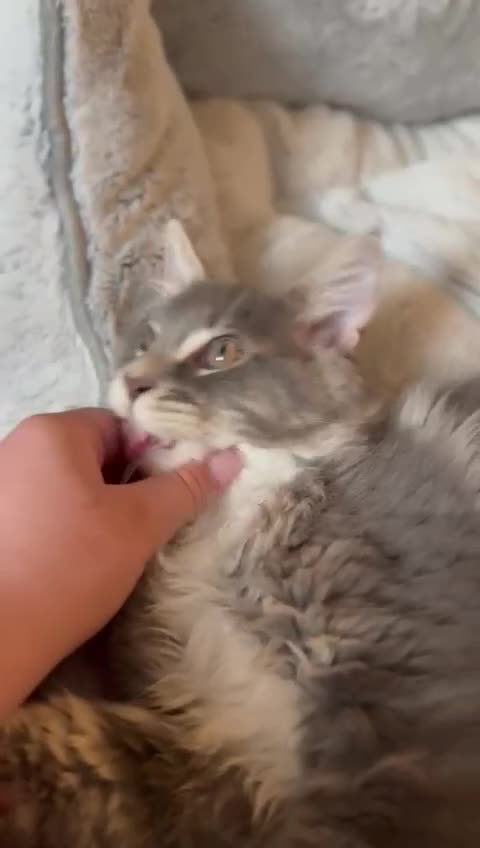 Maine Coon cats for sale: Blue Maine coon boy  - Video 3