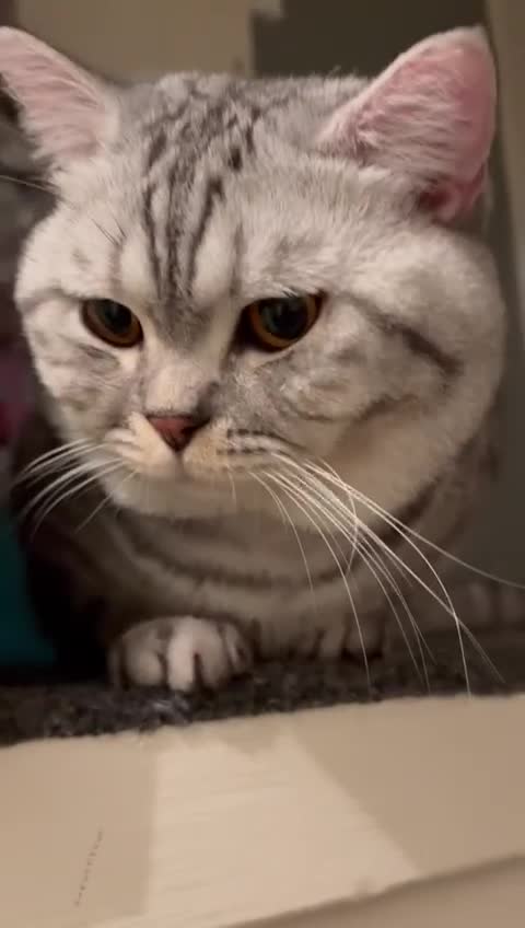 British Shorthair cats for sale: 3 adorable BSH boys looking for forever homes! in London - Video 1