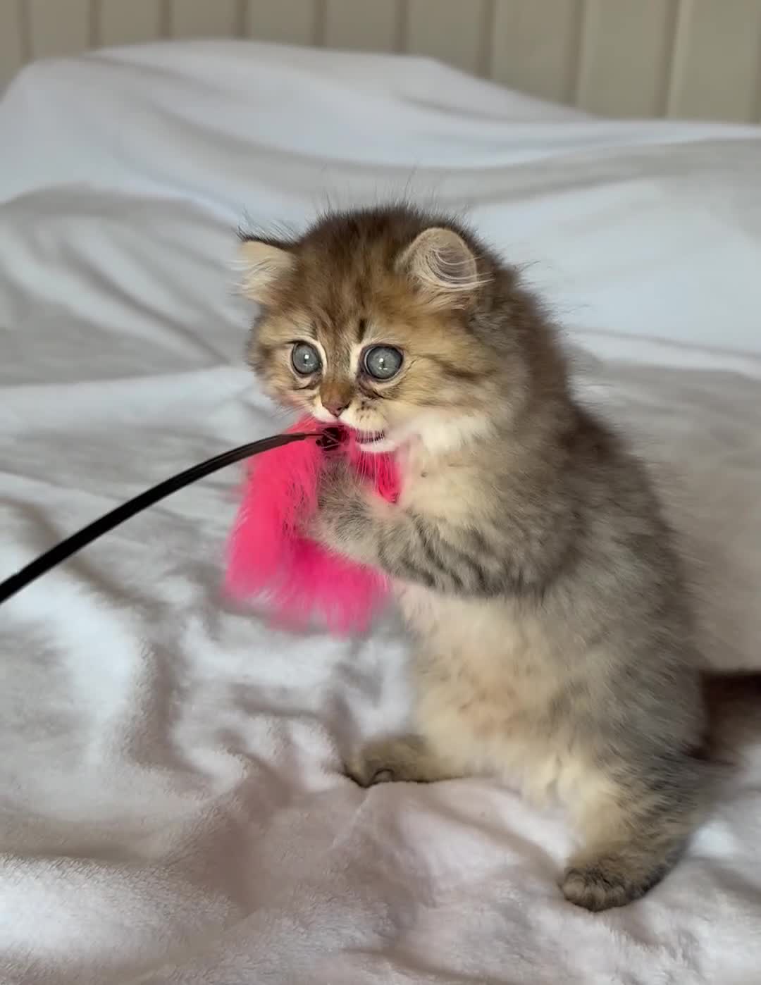 Persian cats for sale: GCCF Registered Persian Kittens Available - Video 4