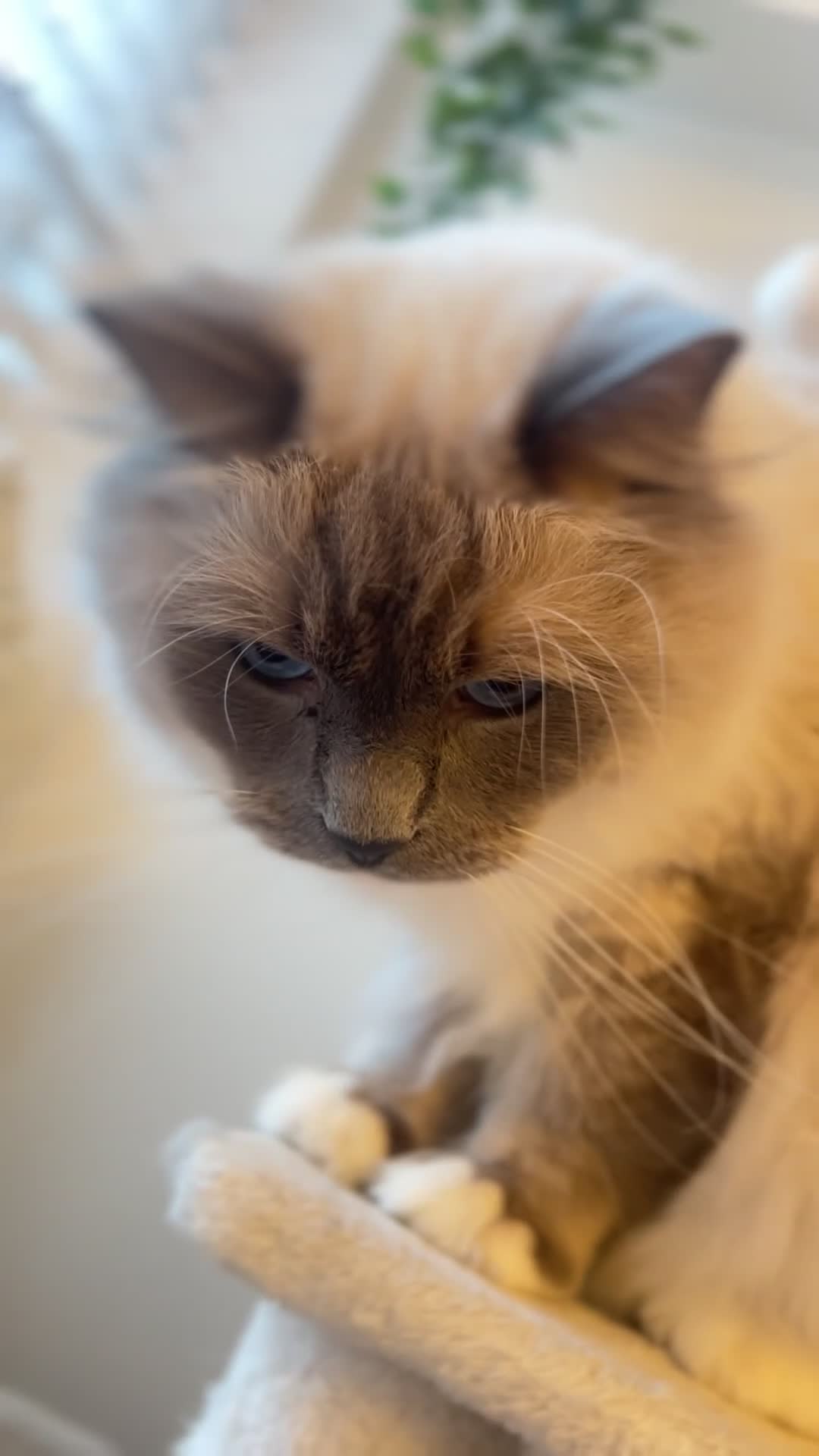 Ragdoll cats for sale: Ragdoll Cats For Sale - Video 2