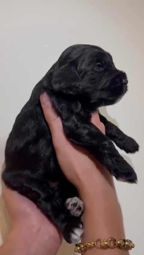 Cockapoo dogs for sale: Cockapoo puppies  - Video 4