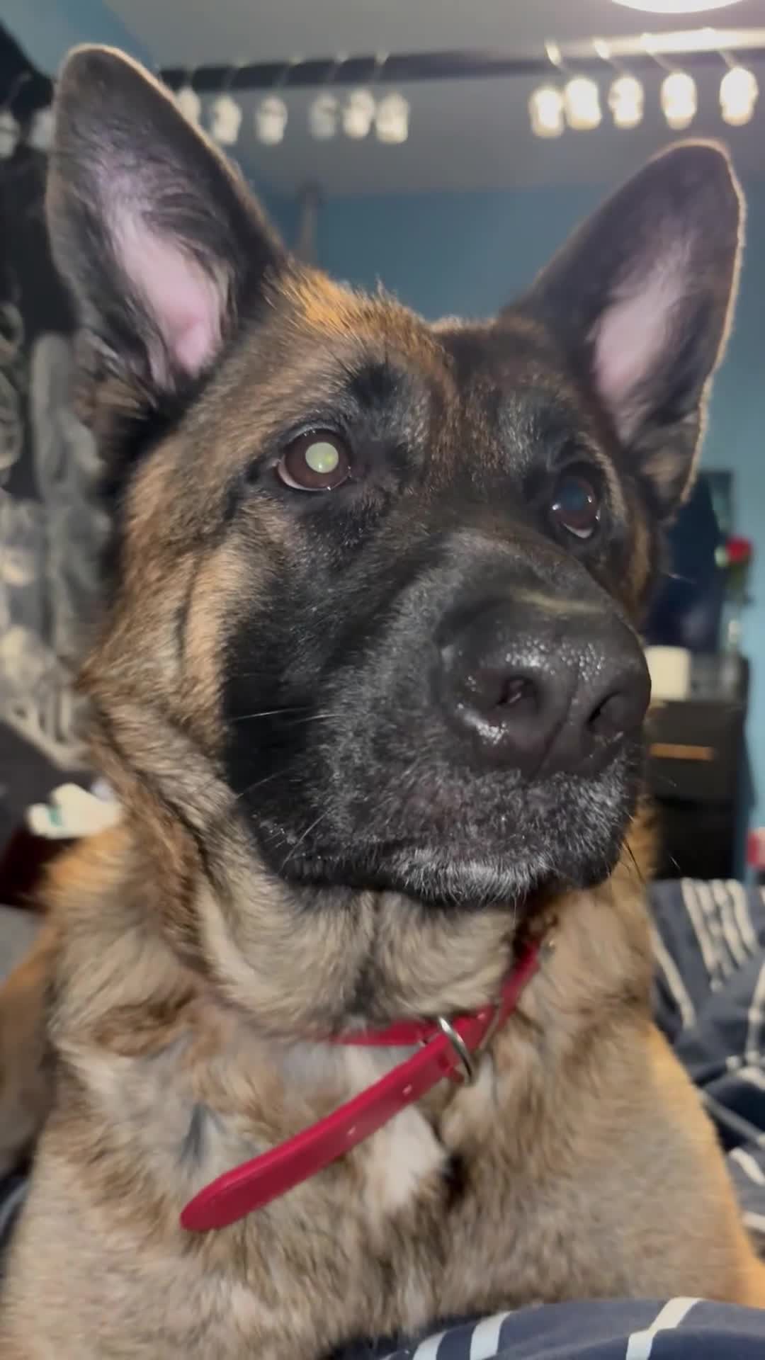 German Shepherd dogs for sale: German Shepherd  - Video 4