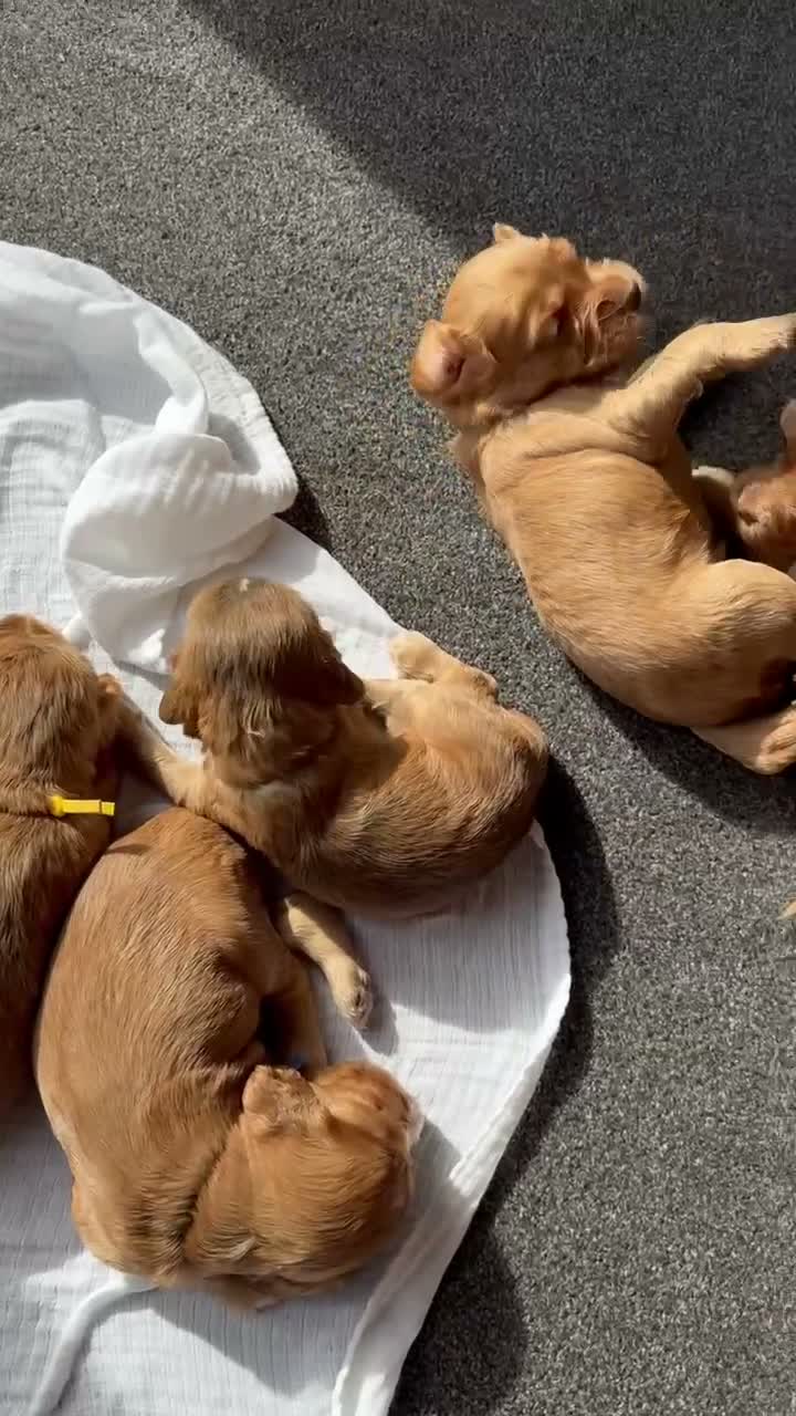 Cocker Spaniel dogs for sale: Beautiful Cocker Spaniel Puppies - Video 2