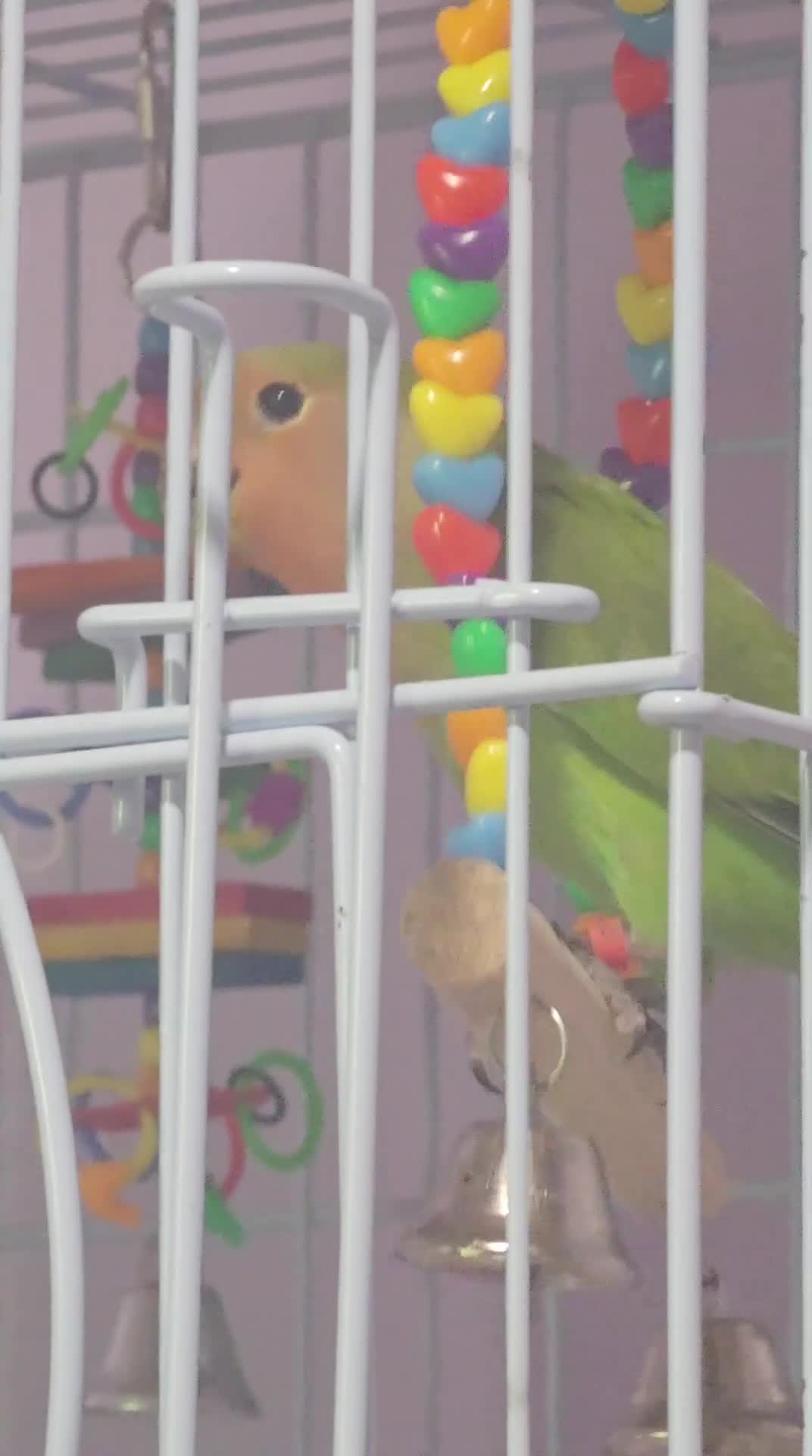Lovebirds birds for sale: Love bird peach face for sale  in Banbury - Video 1