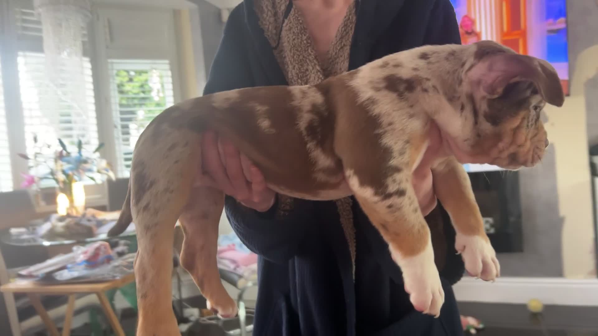 American Bully dogs for sale: Pocket Bully Litter - Video 3