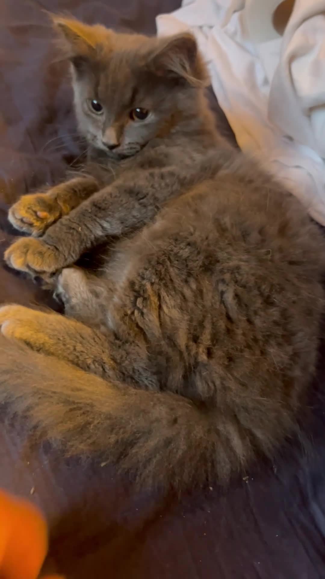 Mixed Breed cats for sale: Grey/blue long hair male kitten 8 weeks old  - Video 1