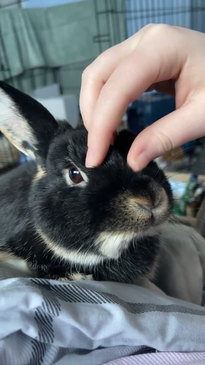 Mixed Breed rabbits for sale: Rabbit for sale  in Leicester - Video 1