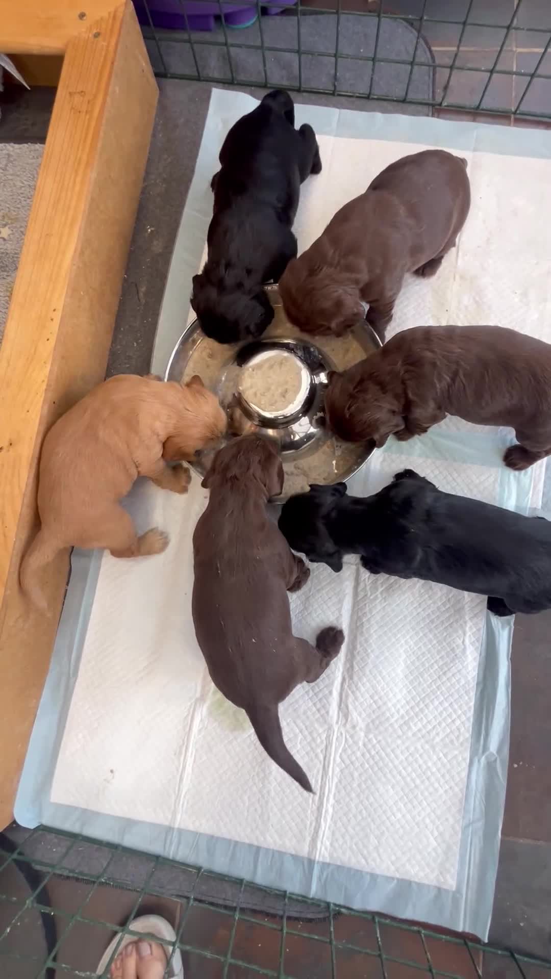 Cocker Spaniel dogs for sale: Cocker Spaniel Purebred Puppies Bitches available - Video 1