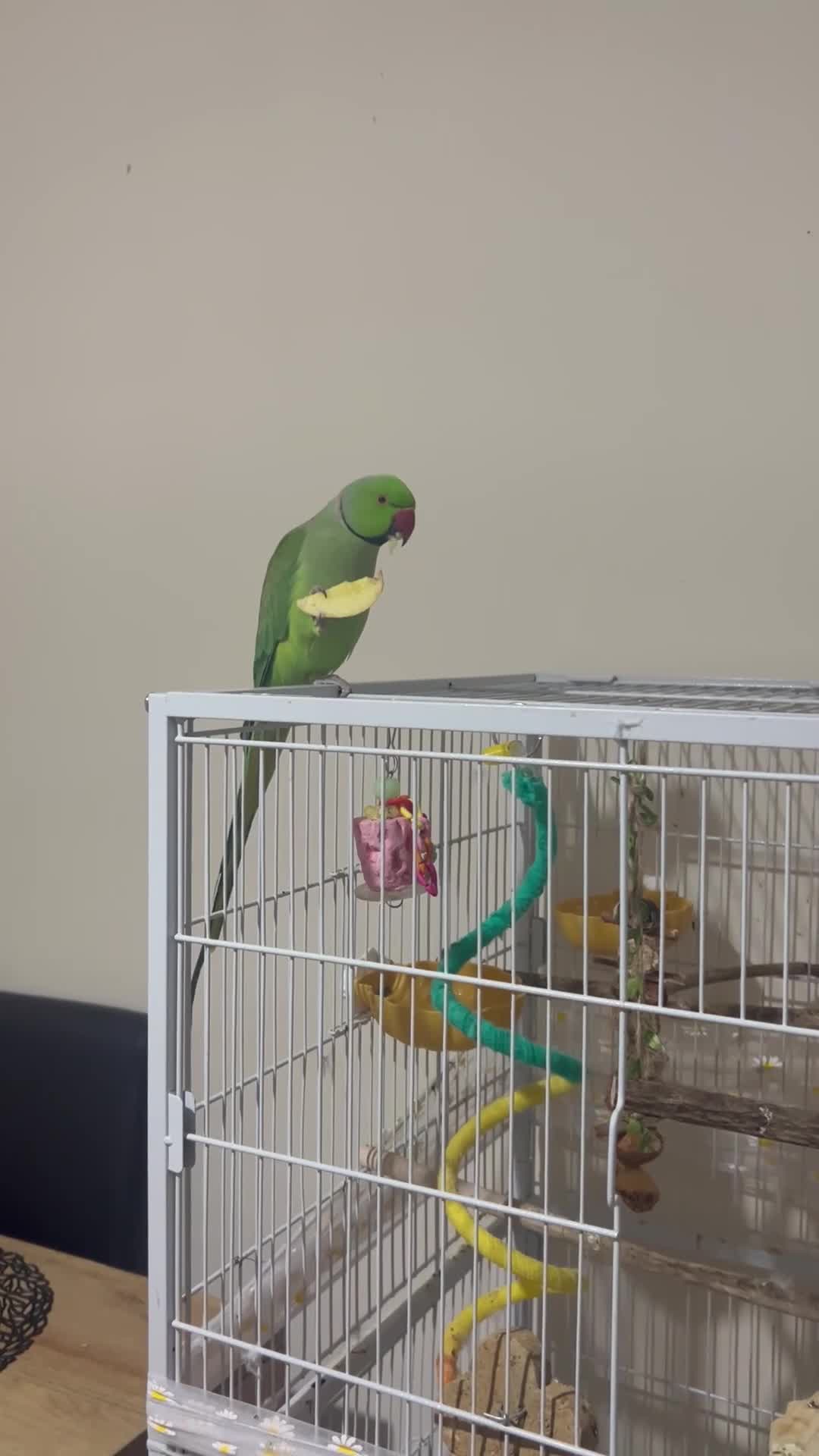 Ringnecks birds for sale: Male indian ring neck  - Video 1