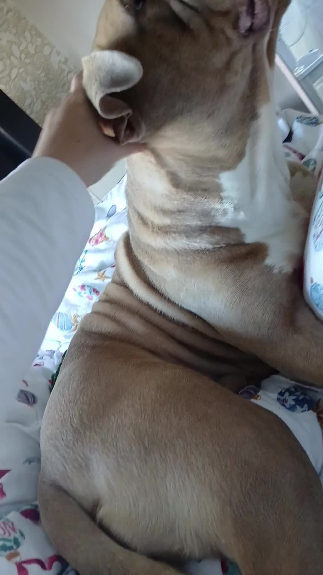 Mixed Breed dogs for sale: Tianna - Video 2