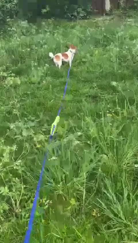 Mixed Breed dogs for adoption: URGENT FOSTER NEEDED: ❤️POPPY❤️Small 7 yo girl in Paignton - Video 1