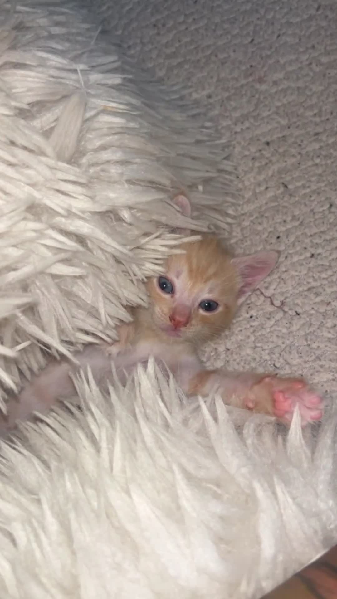 Mixed Breed cats for sale: READY NOW STUNNING KITTENS - Video 4