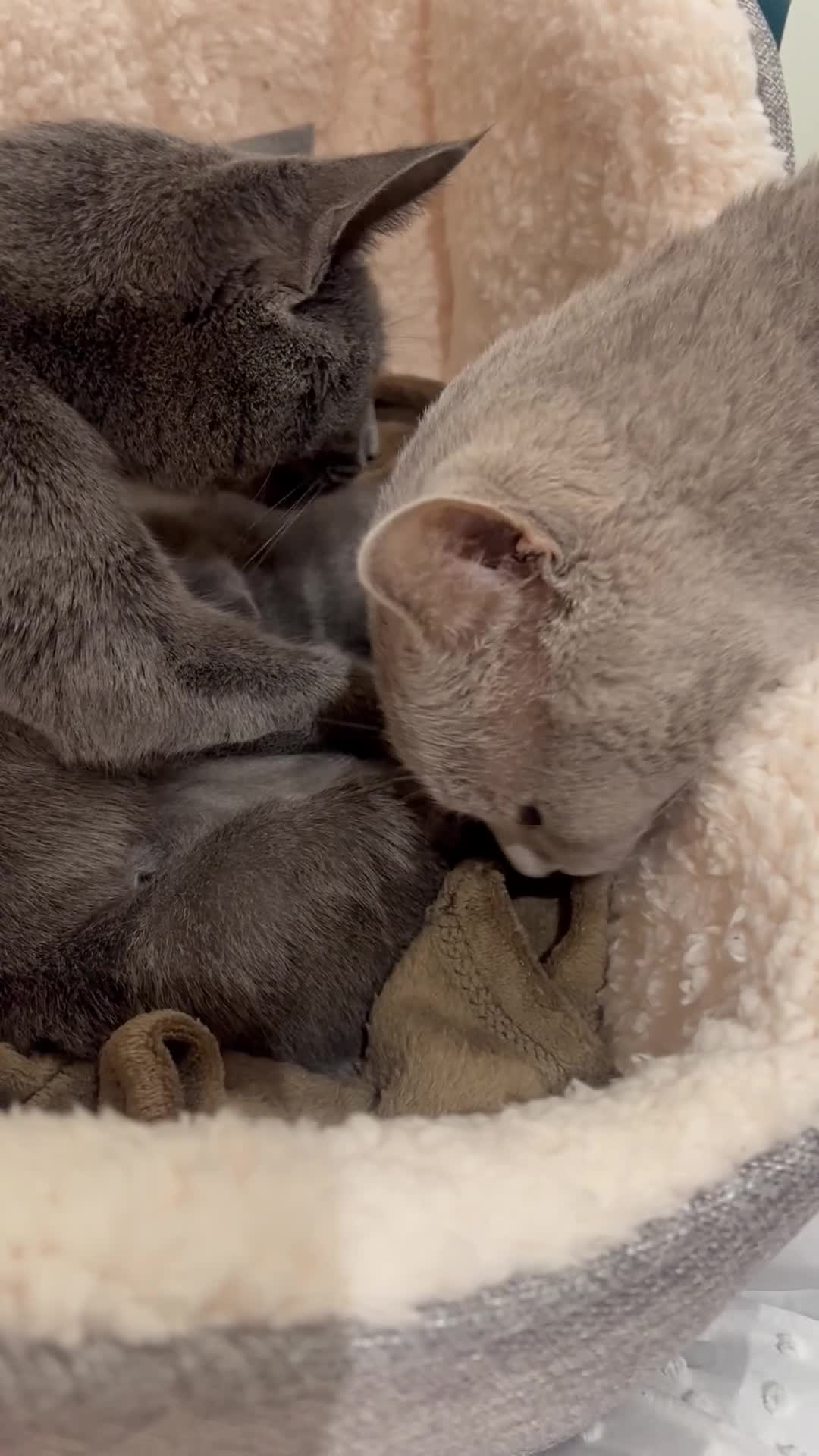 Mixed Breed cats for sale: British blue cross Russian blue  - Video 1