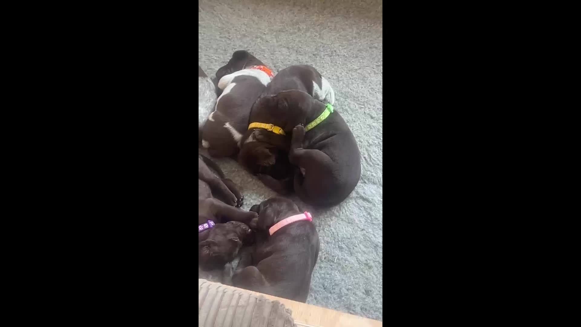German Shorthaired Pointer dogs for sale: Beautiful KC GSP Puppies - Video 2