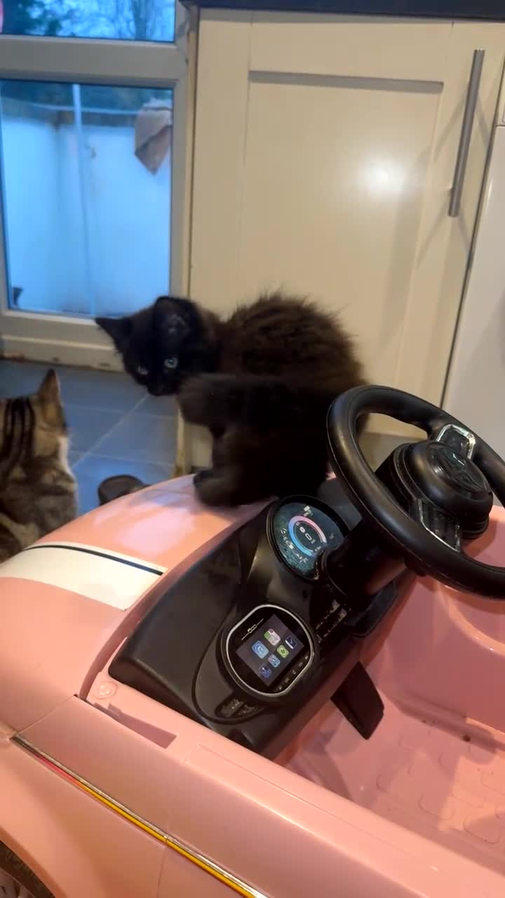 Mixed Breed cats for sale: 🐱2 beautiful male kittens 🐱  - Video 4