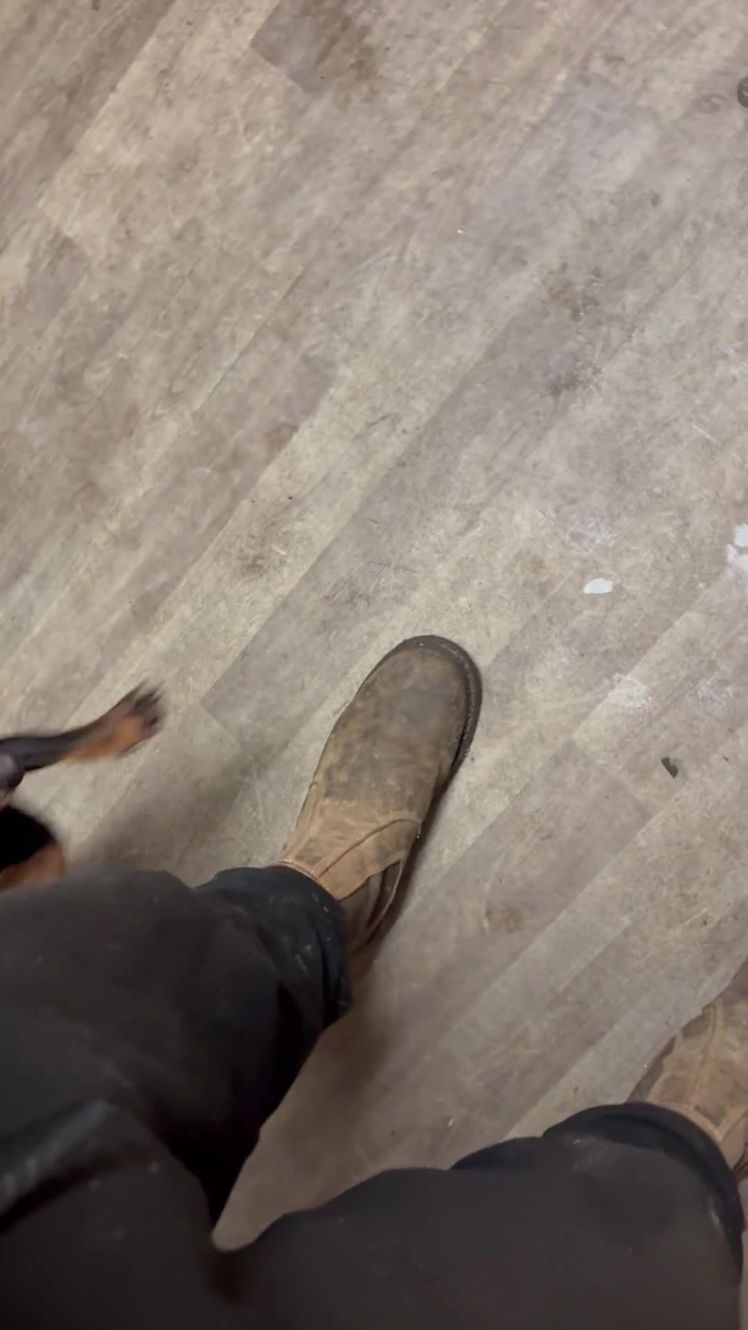 Dachshund dogs for sale: Dachshund Girl  - Video 1