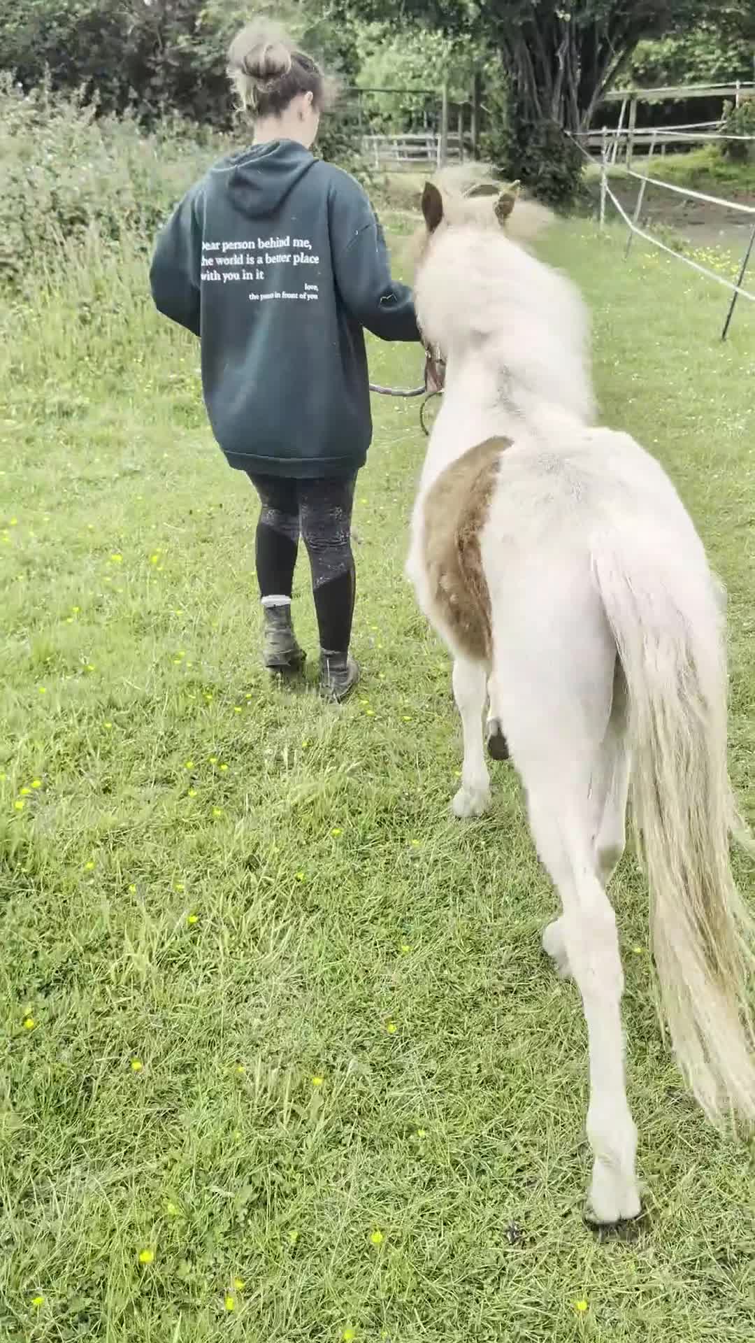 Dartmoor horses for sale: 12 hh pony looking for his forever home - Video 2