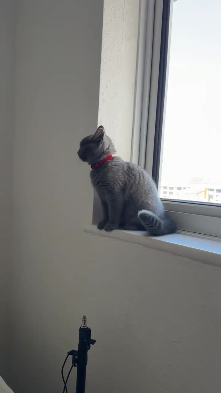 British Shorthair cats for sale: British shorthair  in New Milton - Video 1