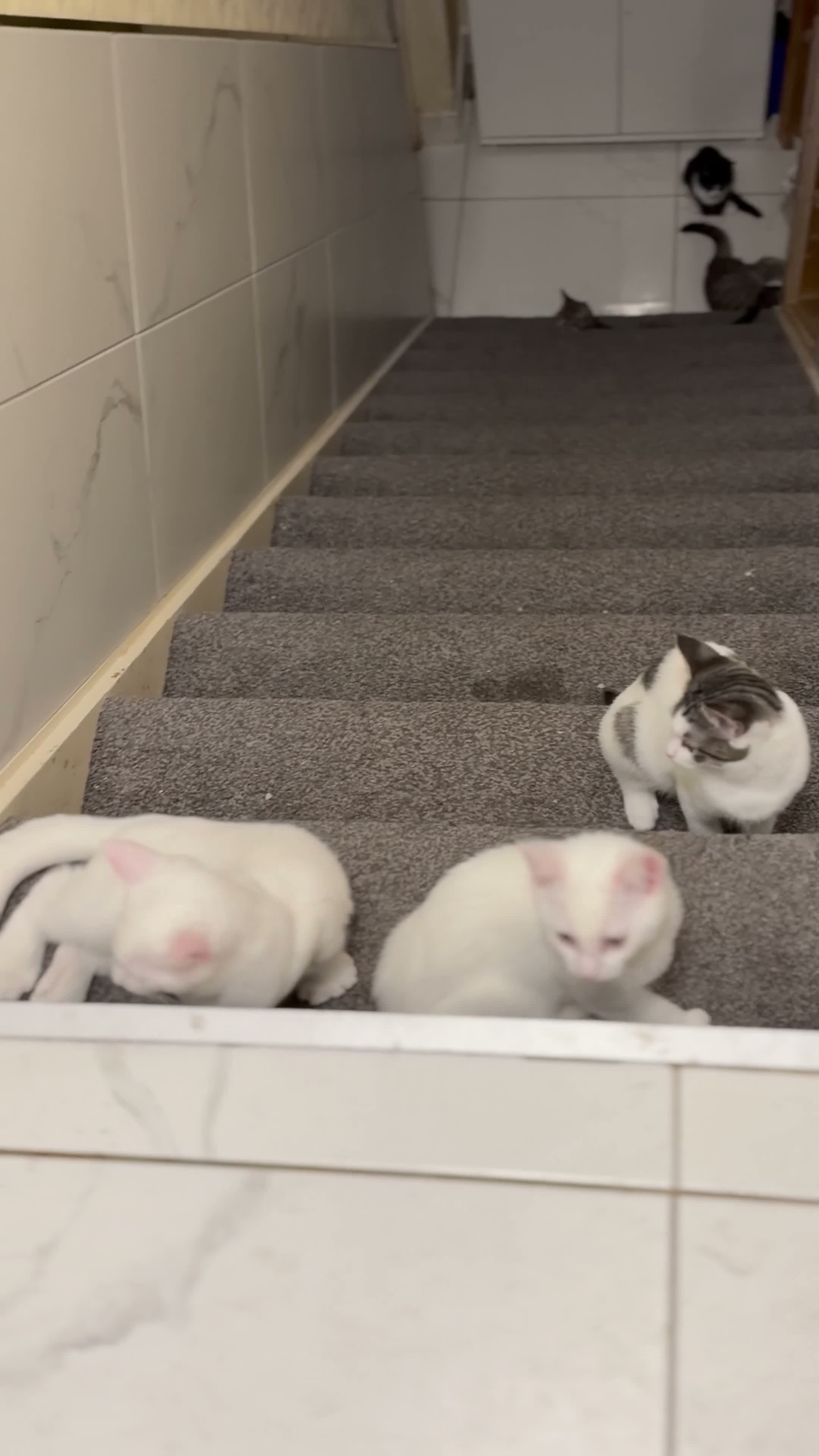Mixed Breed cats for sale: 4 Maine Coon-Type Kittens. Polydactyl & Odd-Eyed - Video 1
