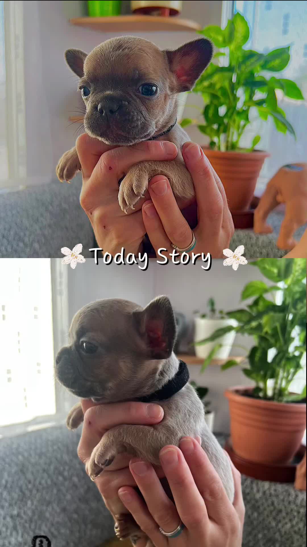 French Bulldog dogs for sale: 3 beautiful boys and girls - Video 1