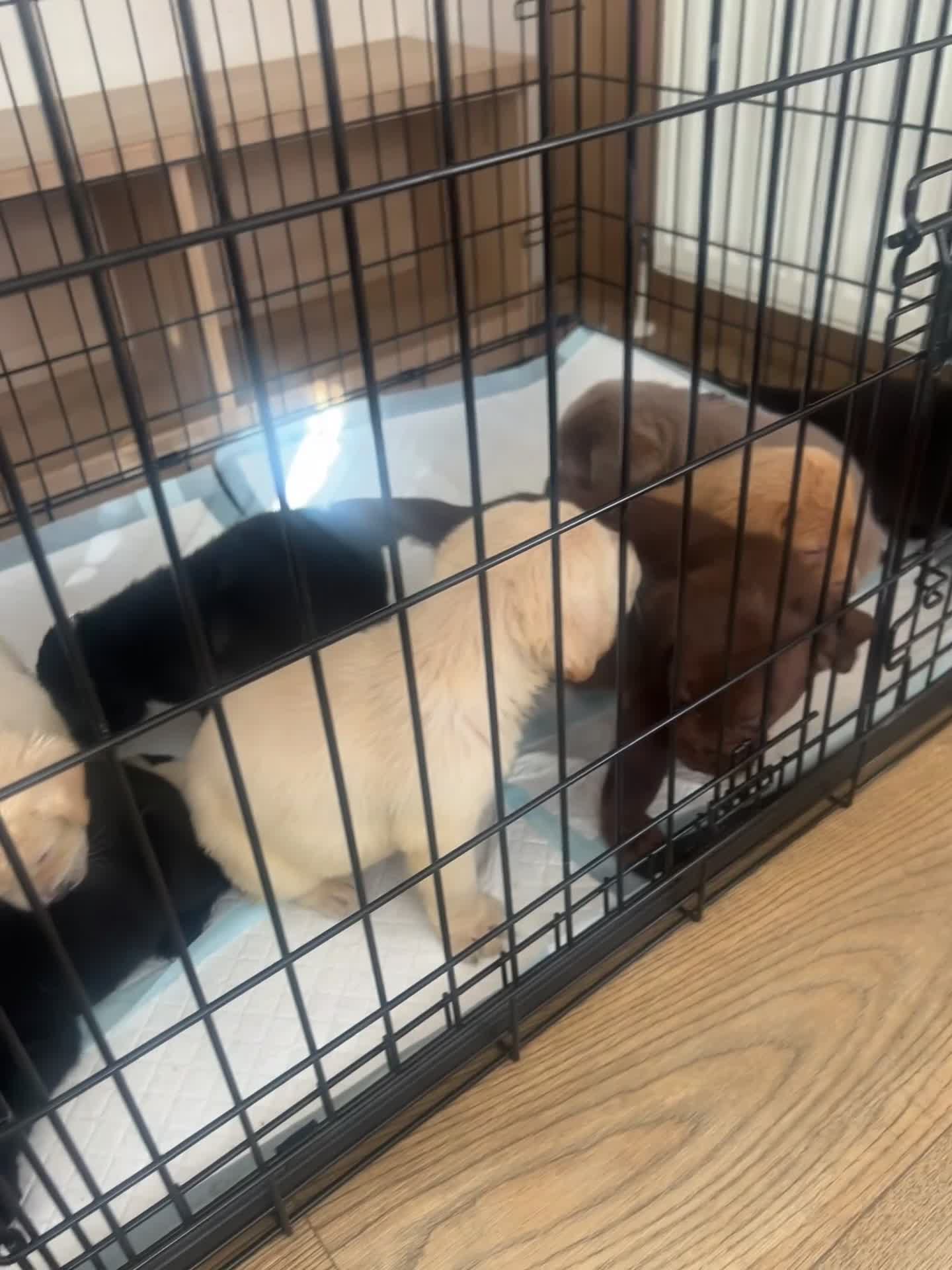 Labrador Retriever dogs for sale: Kc reg Labrador puppy’s for sale Solihull  - Video 1