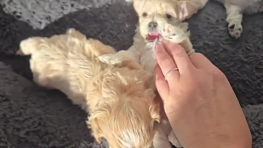 Maltipoo dogs for sale: F1🎀Maltipoo 🎀Luxury rare🎀 KC parents - Video 1