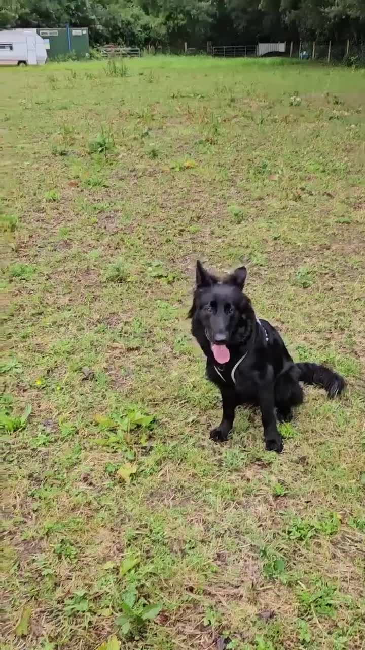 Shepsky dogs for sale: Oswald - Beautiful 11 month old German Shepard Mix - Video 1