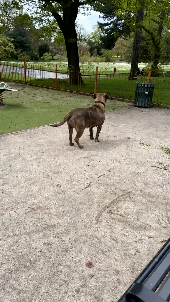 Cane Corso dogs for sale: Beautiful Cane Corso Female for sale - Video 1