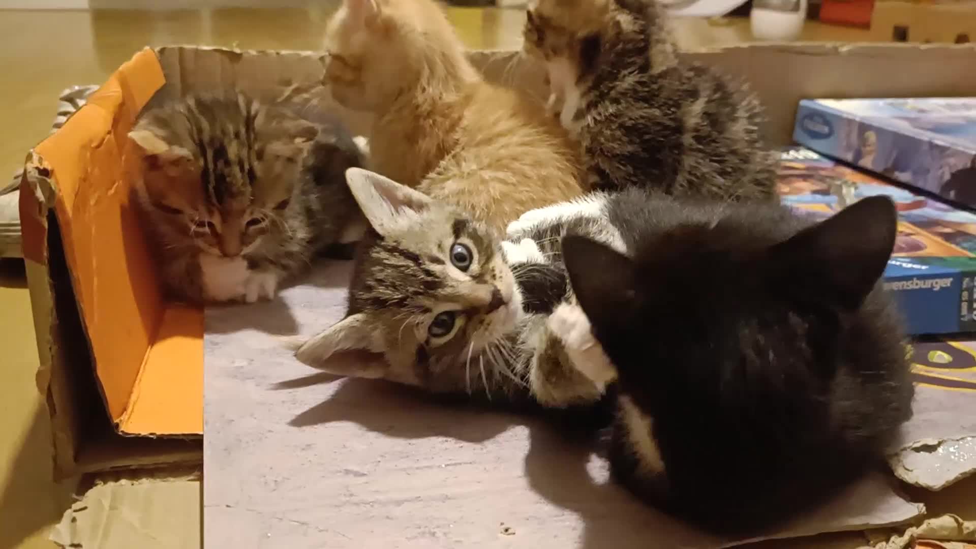 Mixed Breed cats for sale: Calico Mum, Tabby Dad kittens for sale - Video 4