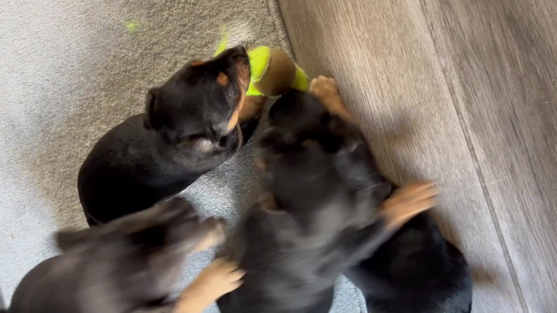 Jack Russell dogs for sale: Jack Russell’s ready now - Video 1
