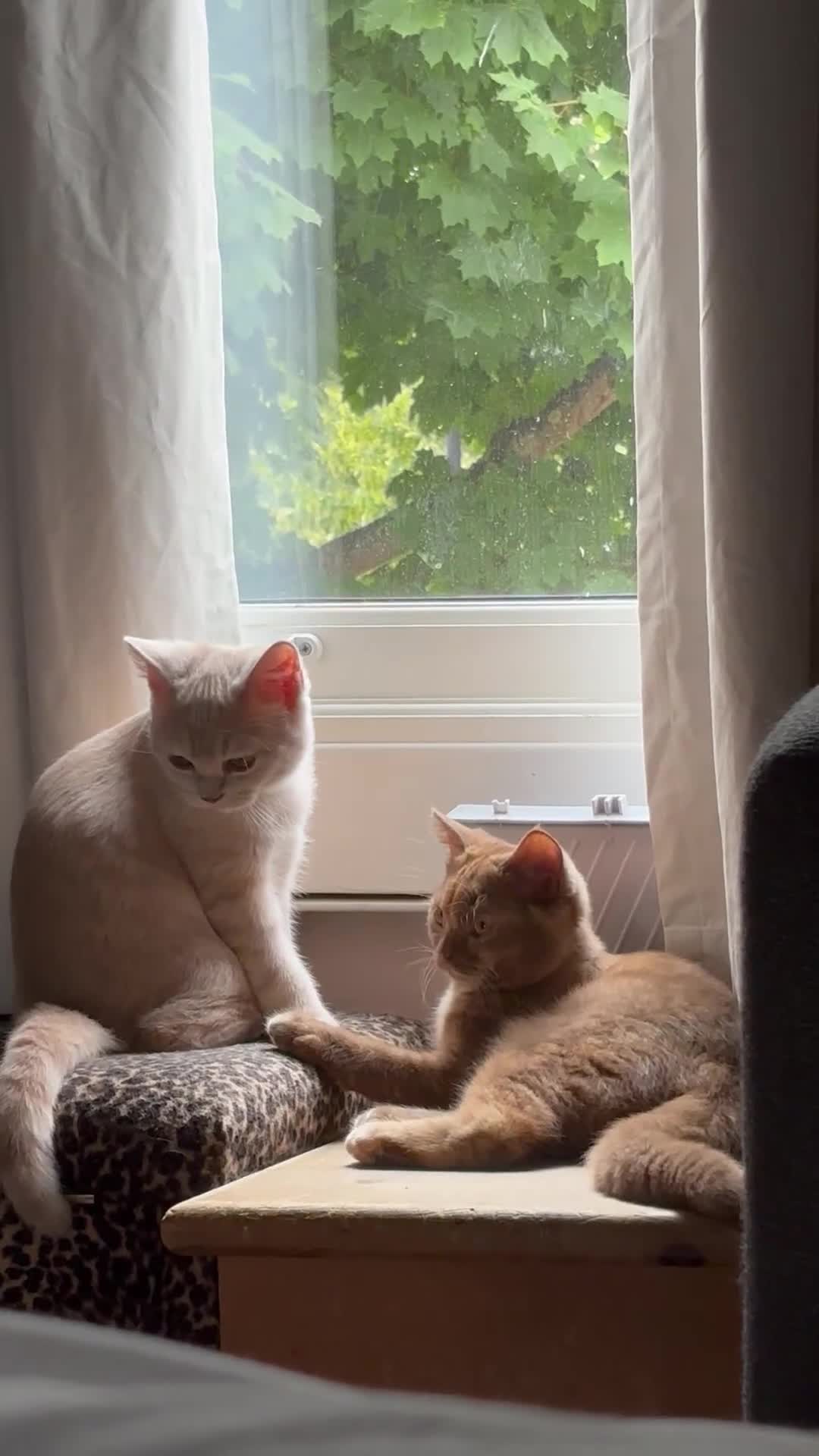 British Shorthair cats for sale: Beautiful British shorthair kittens  - Video 2