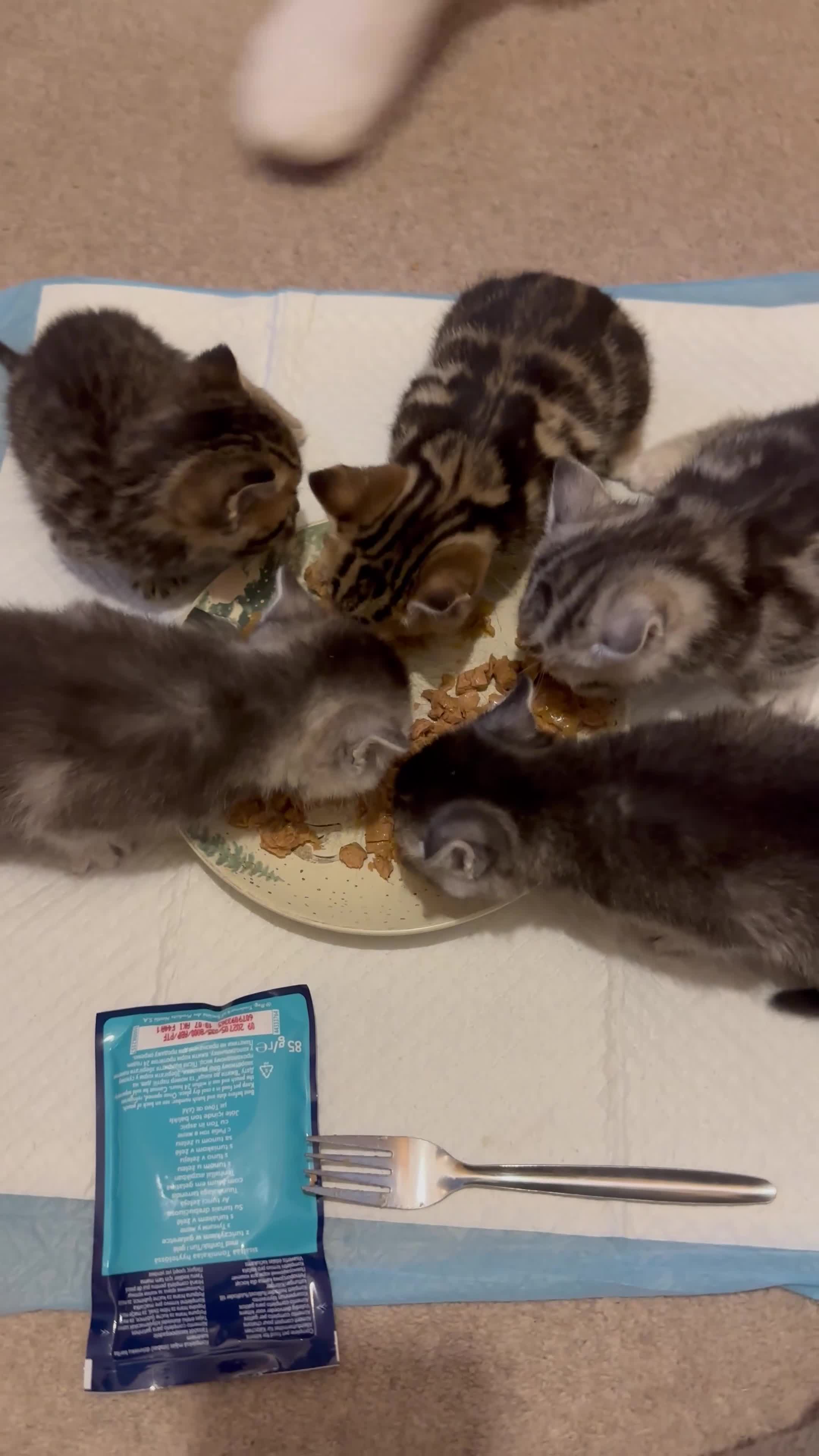 Mixed Breed cats for sale: Beautiful boys for sale - Video 1