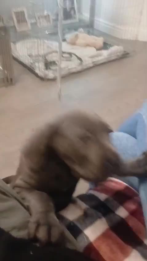 Cane Corso dogs for sale: ANNOUNCEMENT ONLY UK LITTER DEL DYRIUM LINES  🖤  - Video 4