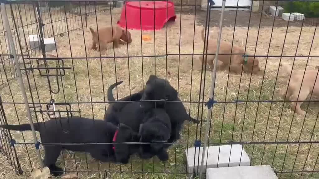 Labrador Retriever dogs for sale: KC registered Labrador puppies - Video 1