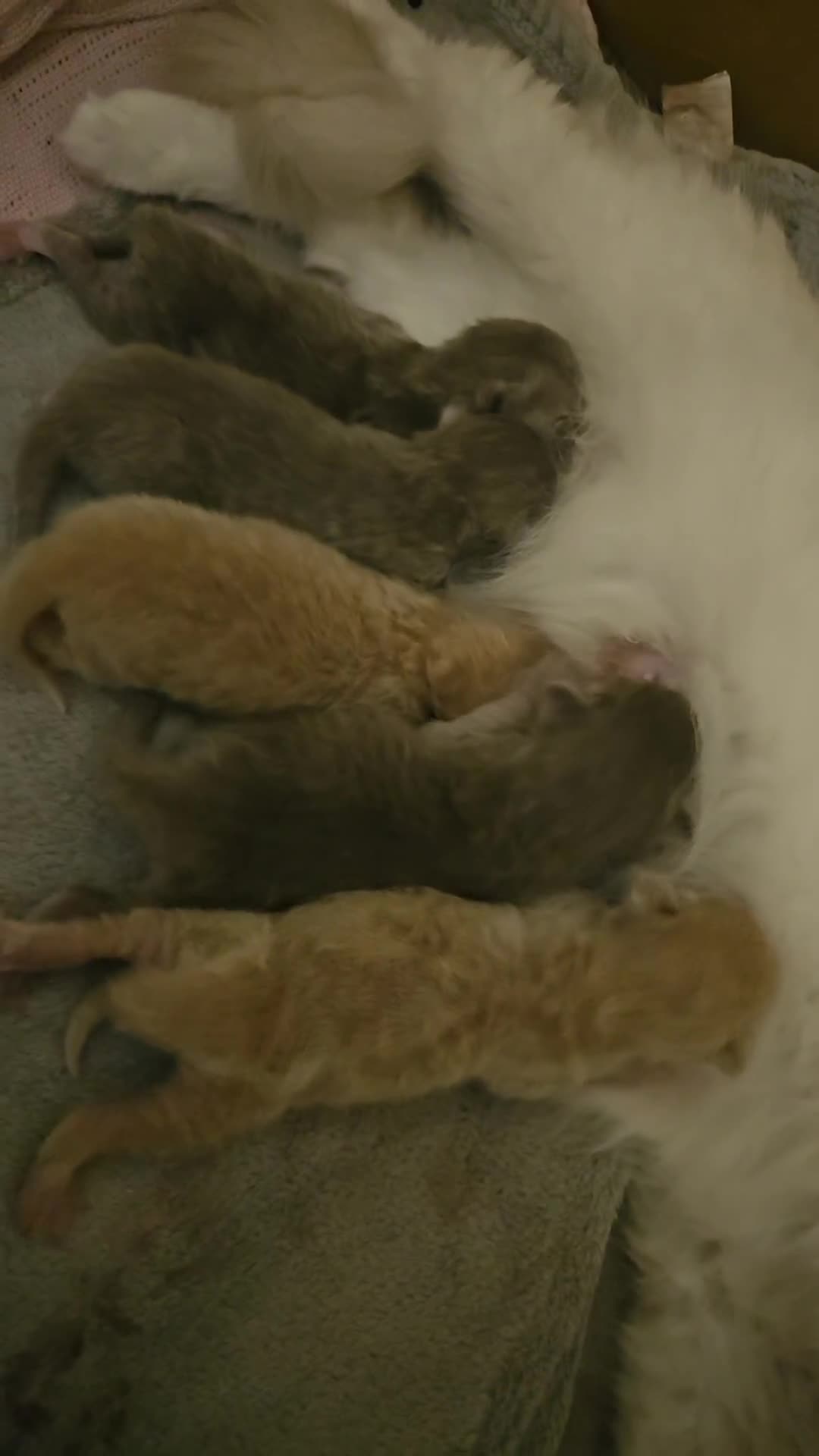 Ragdoll cats for sale: Beautiful Ragdoll Longhair kittens - Video 1