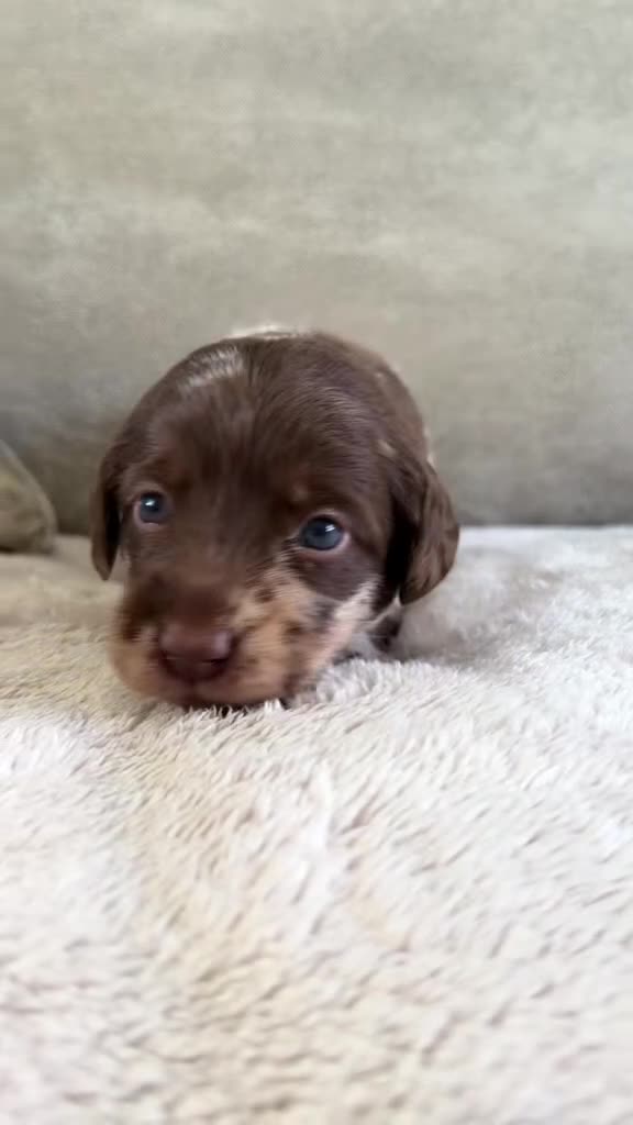 Labradoodle dogs for sale: Beautiful chunky miniature labradoodles 💕 in Lincoln - Video 1