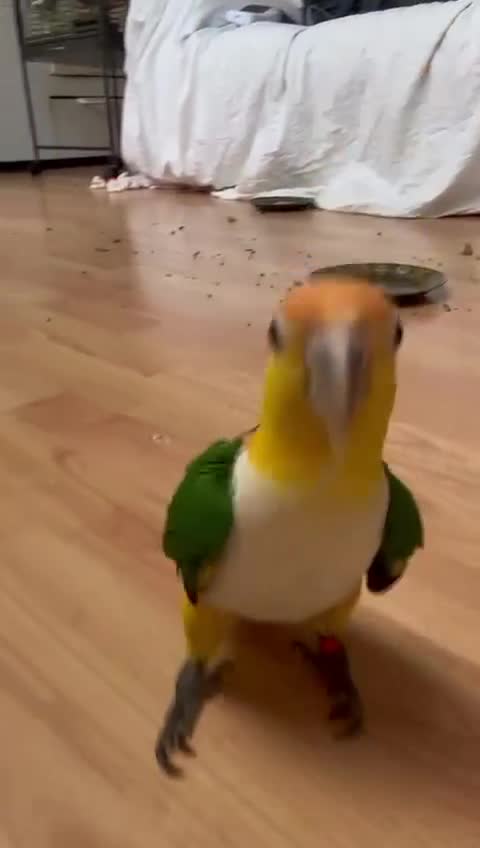 Parrots birds for sale: Bonded Pair of Handtamed DNA Sexed Caiques - Video 3