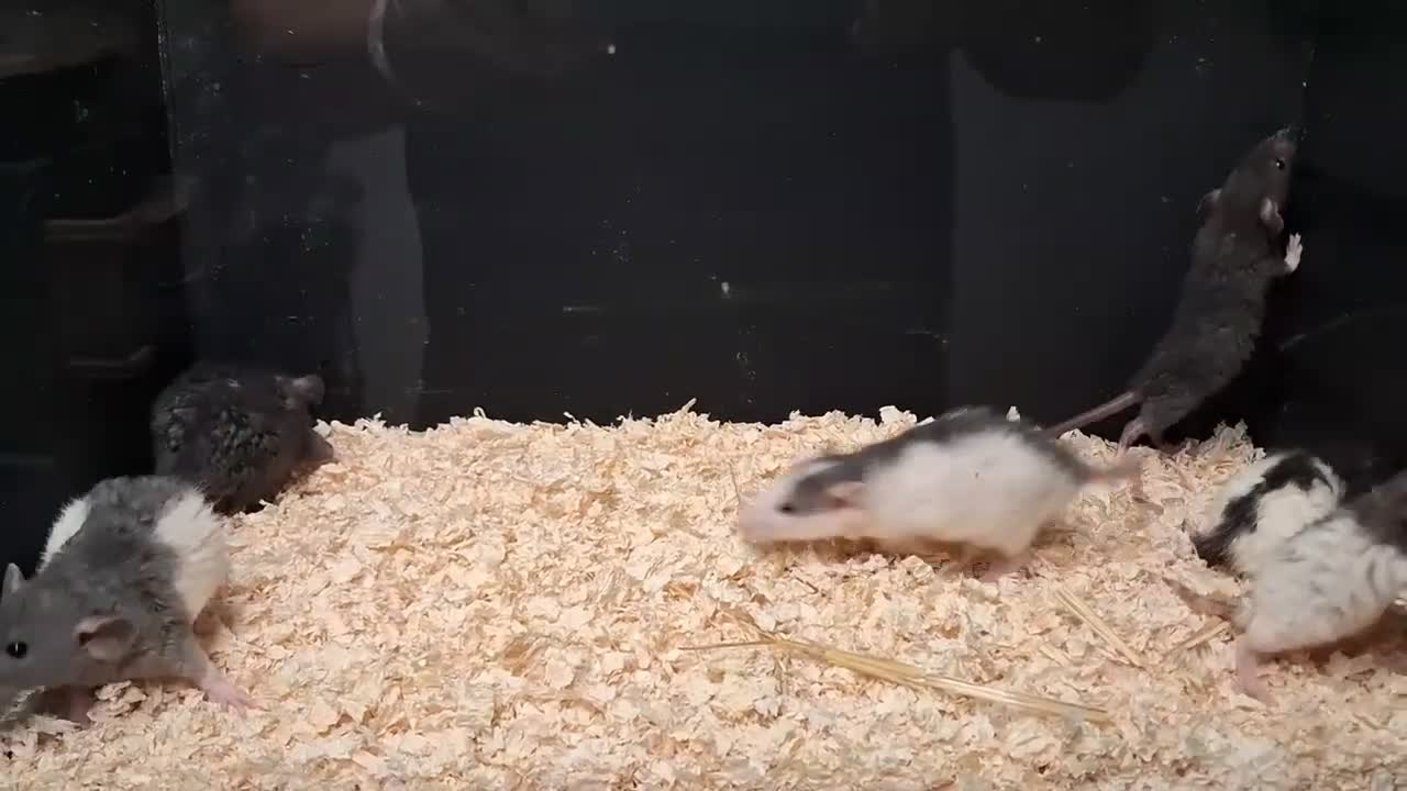 Rat rodents for sale: Baby Dumbo Rat's, various types  - Video 2