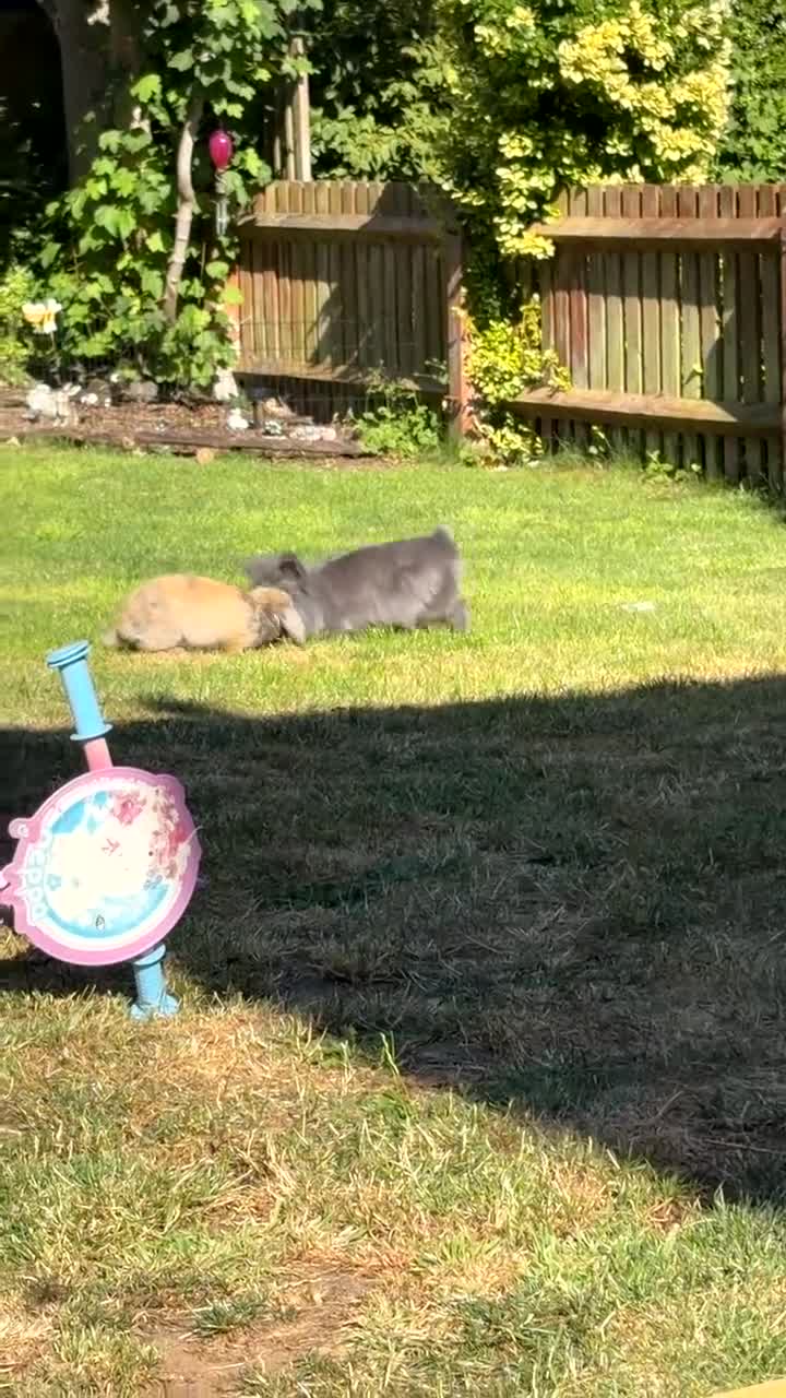 Mini Lion Lop rabbits for sale: Mini lion lops  - Video 2