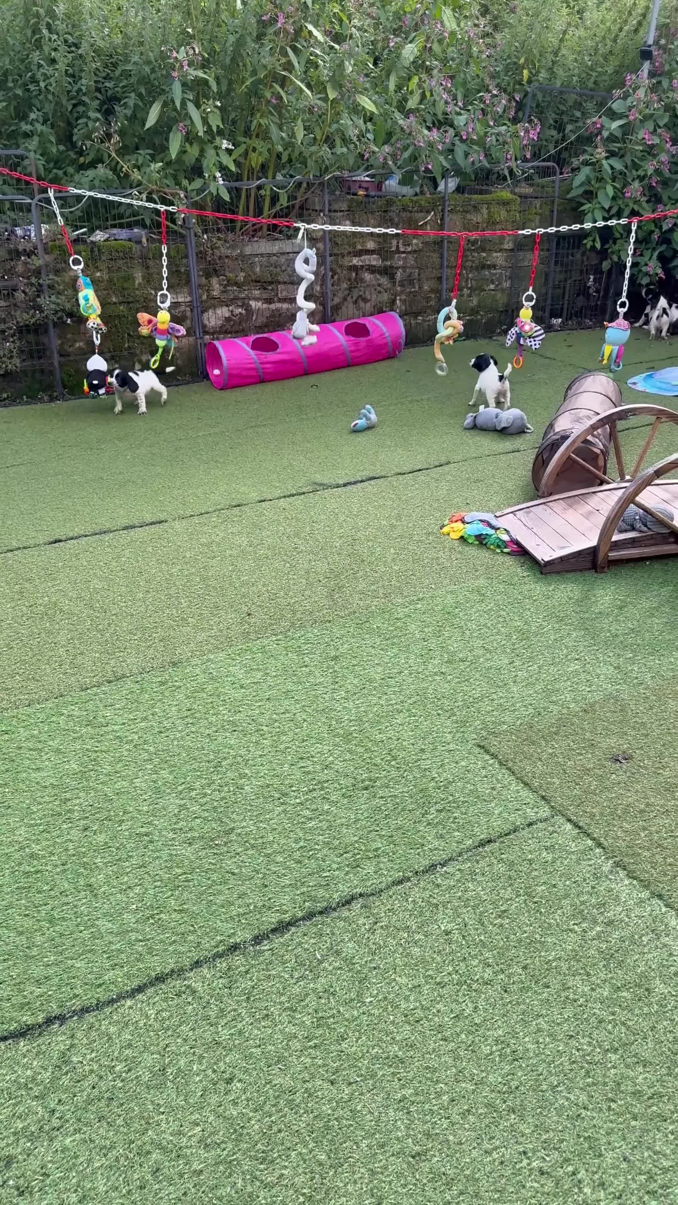 English Springer Spaniel dogs for sale: Kc reg  dna tested springer spaniels  - Video 1