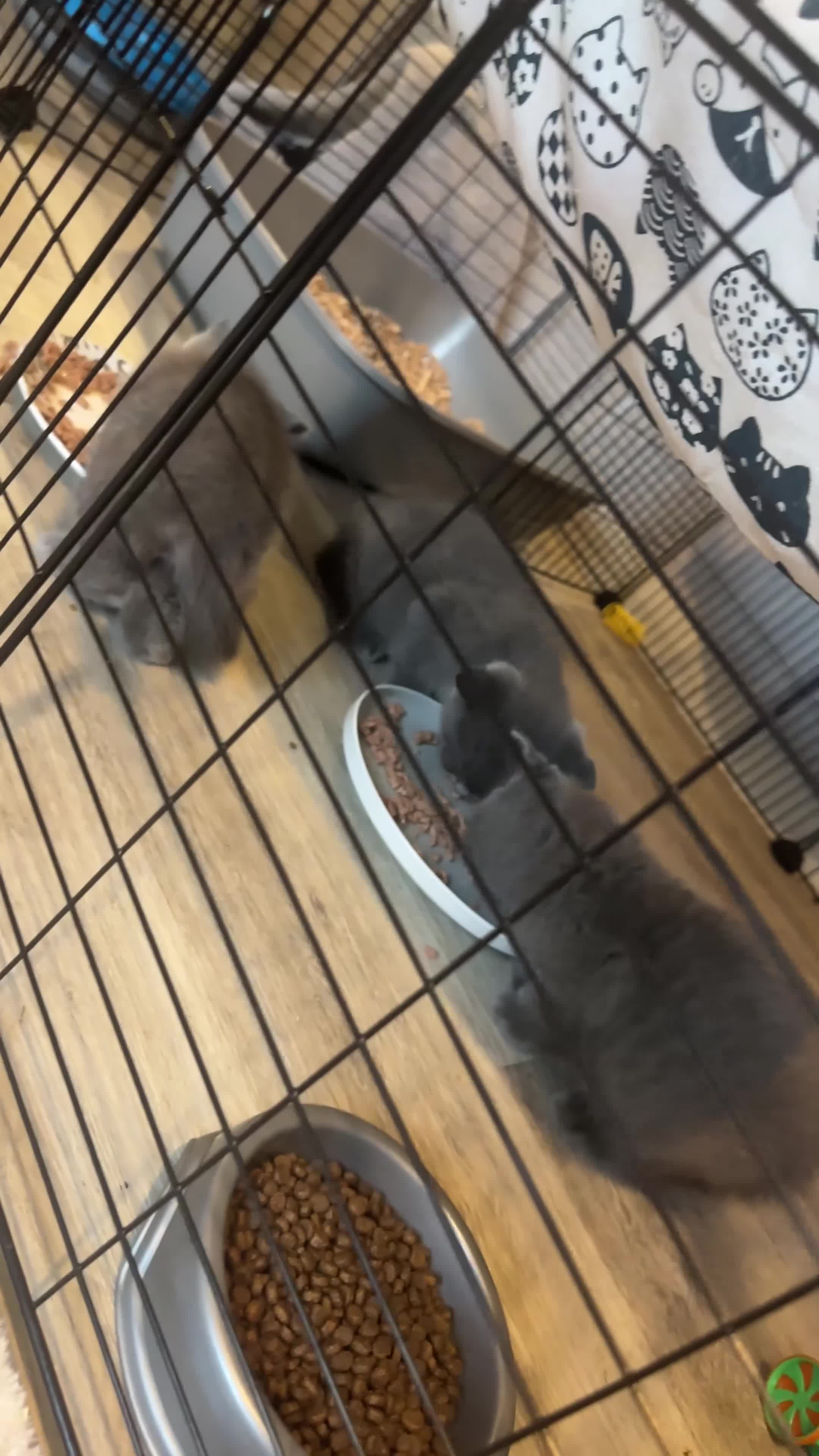 British Shorthair cats for sale: British shorthair kittens (blue) - Video 1