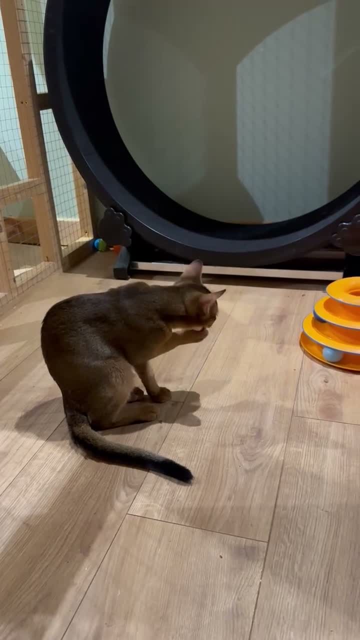 Abyssinian cats for sale: Last one boy ready to go🌟 - Video 1