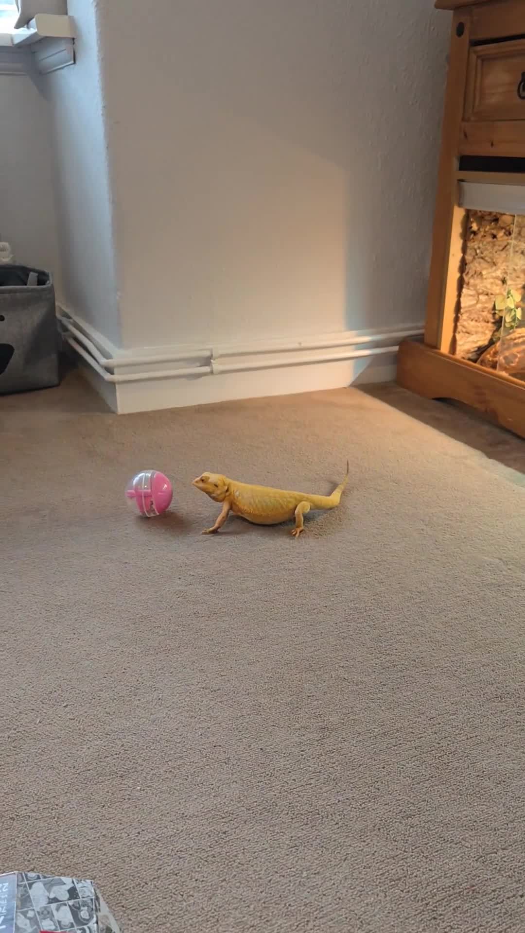 Bearded Dragon reptiles for sale: Our sweet friendly dragon.  in Dover - Video 4