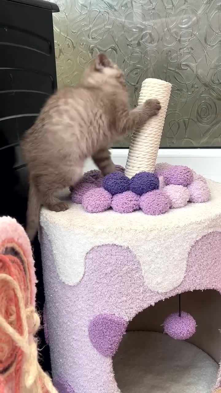 Mixed Breed cats for sale: Mixed breed  - Video 1