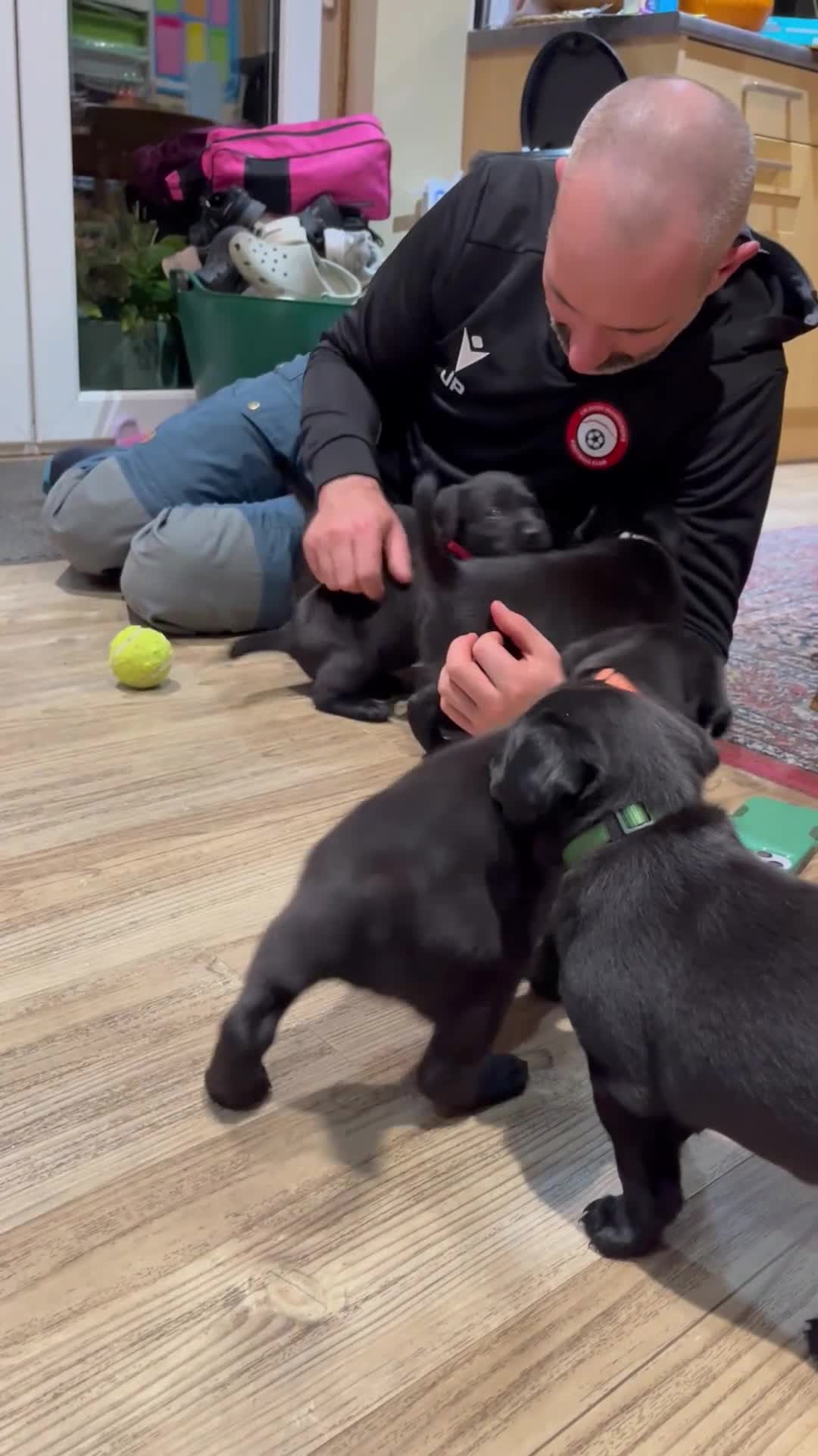 Labrador Retriever dogs for sale: Black Labrador Puppies for sale  - Video 1