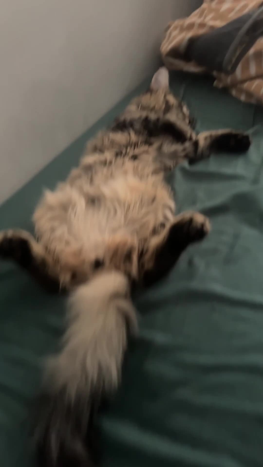 Mixed Breed cats for sale: Mixed breed 6 months old female kitten   - Video 1