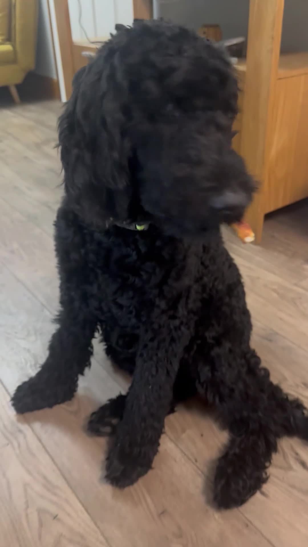 Goldendoodle dogs for sale: Golden doodle F1B stunning puppies  - Video 1