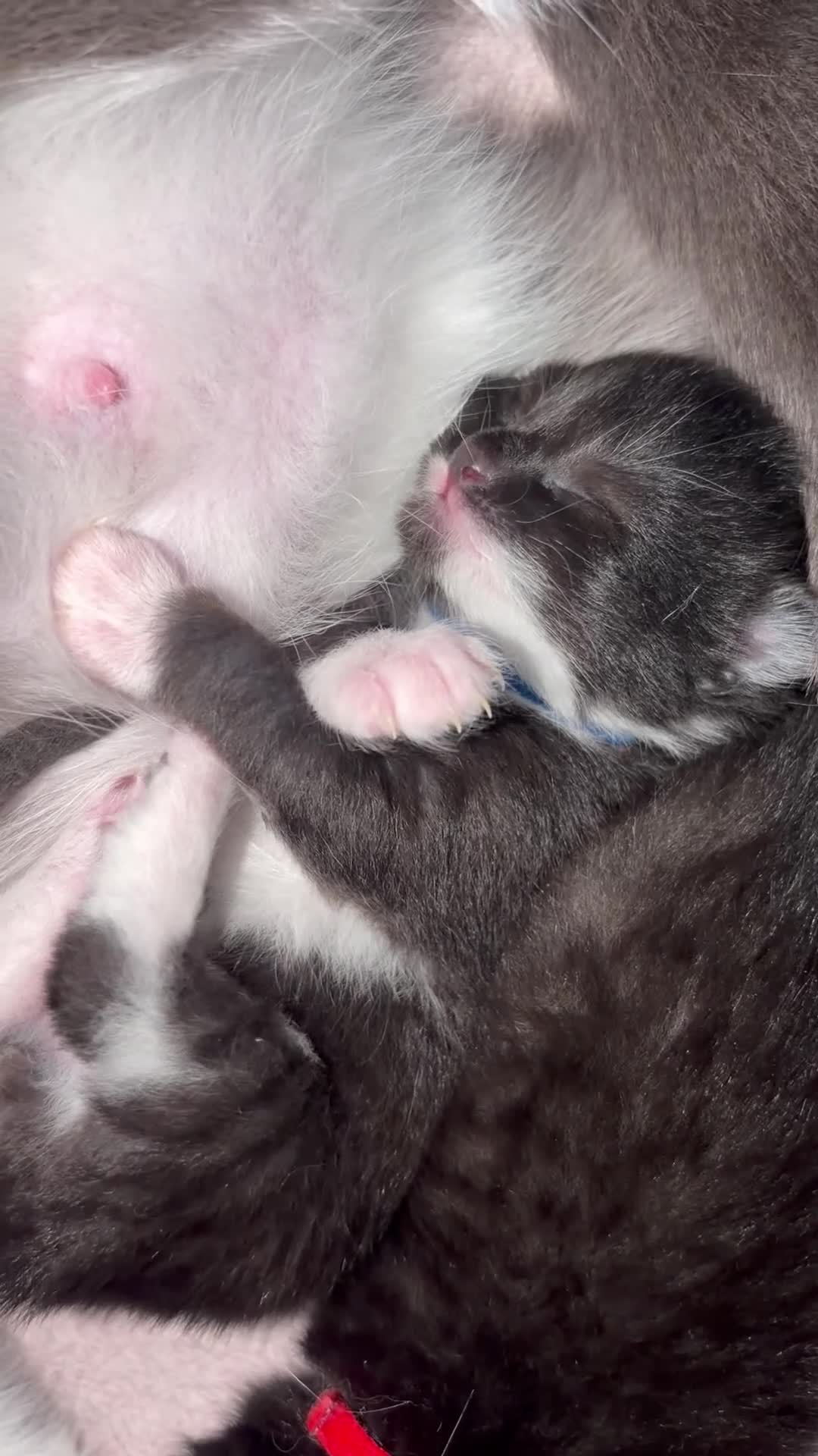 British Shorthair cats for sale: BEAUTIFUL CUTE KITTENS delivery available ! - Video 1